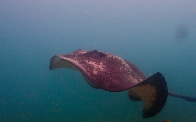 scuba diving at Rye Pier on the Mornington Peninsula near Melbourne