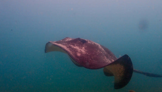 scuba diving at Rye Pier on the Mornington Peninsula near Melbourne