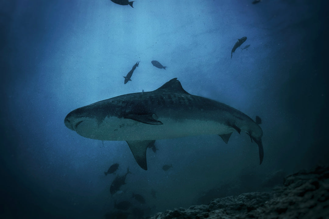 Dive into Adventure: Discovering Fuvahmulah's Tiger Sharks