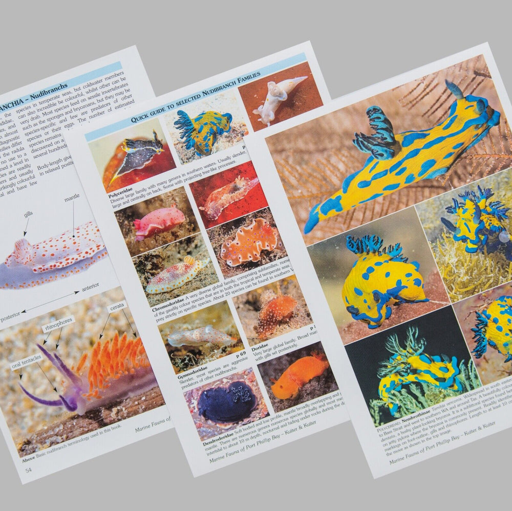 Marine Fauna of Port Phillip Bay: Identification Guide - 2nd Edition