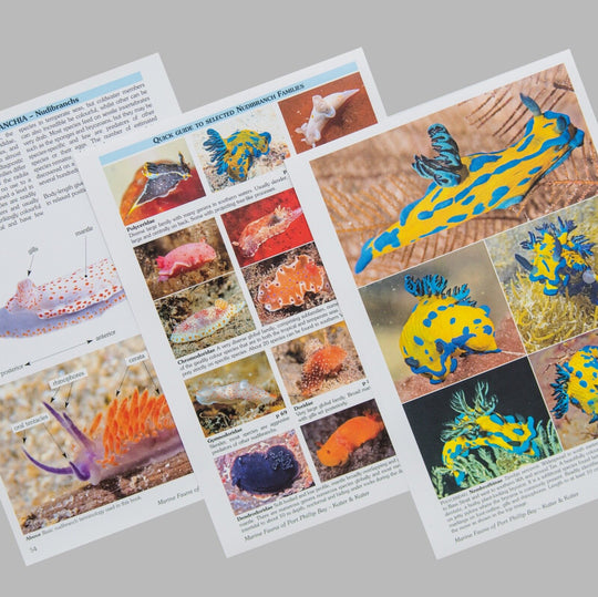 Marine Fauna of Port Phillip Bay: Identification Guide - 2nd Edition