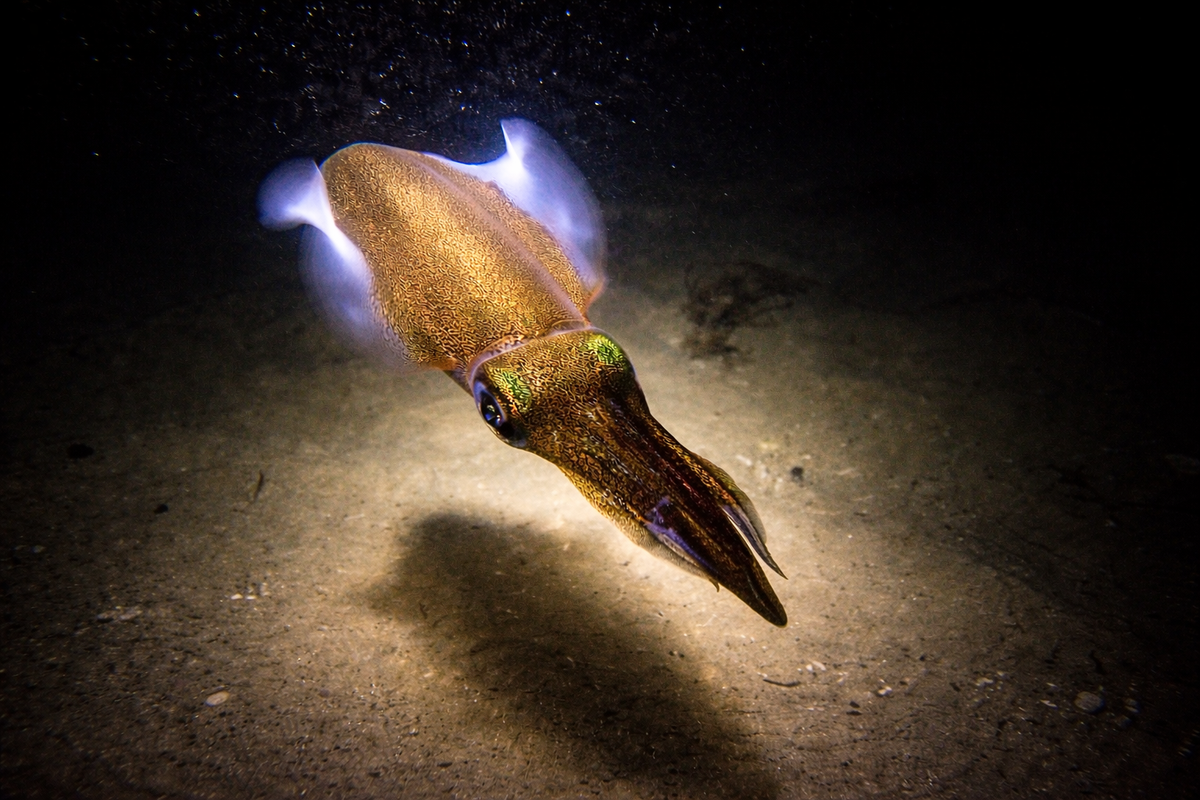 Marine life illuminated during a night dive