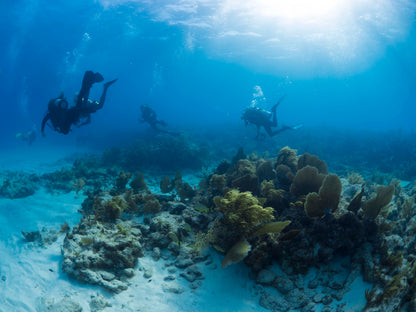Open Water Scuba Diver Course