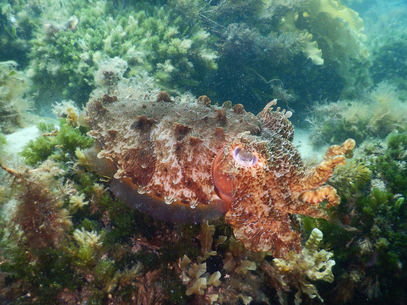 Cuttlefish among algae at Blairgowrie